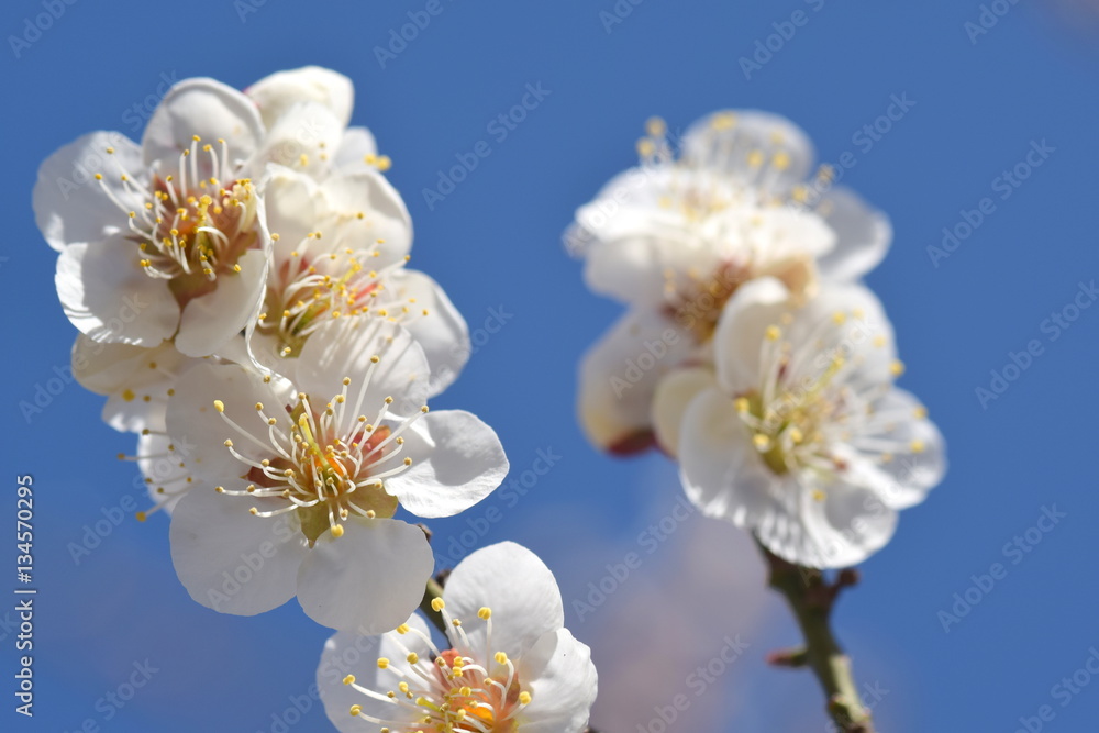 Plum blossom