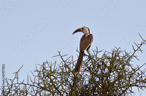 Hornbill on a branch in