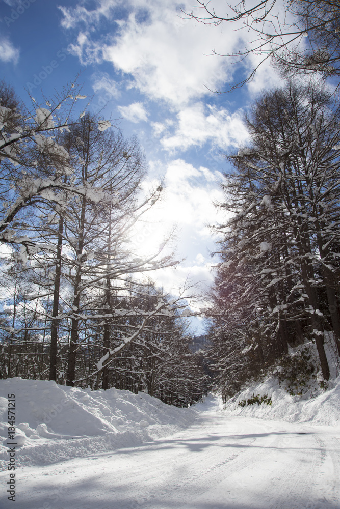 Fototapeta premium landscape Tree Nature Cloud Sky Cold Blue Snow Winter White