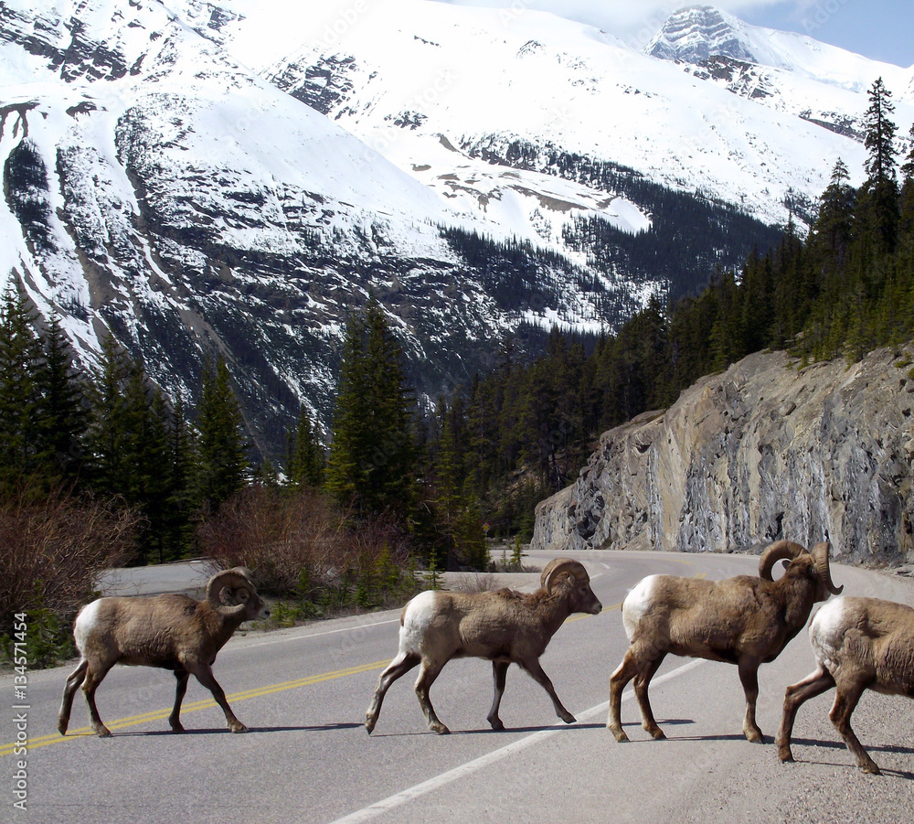 Naklejka premium Rams crossing Icefield Parkway, Canada