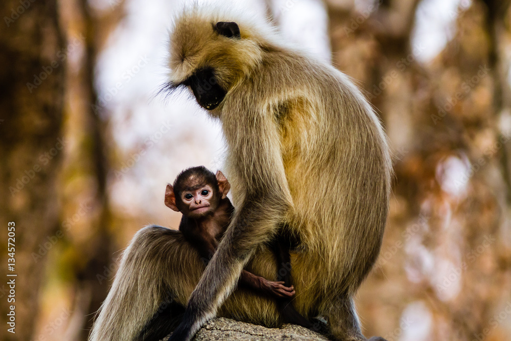 Obraz premium entello