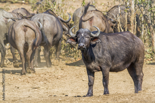 Wallpaper Mural African buffalo in Kruger National park, South Africa Torontodigital.ca