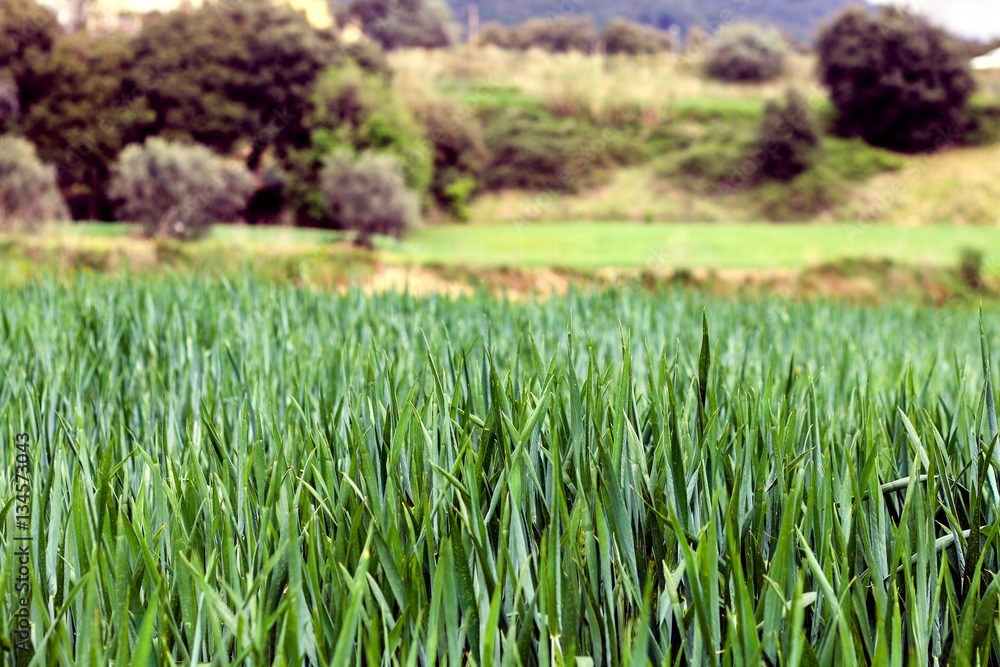 Pradera Pradera