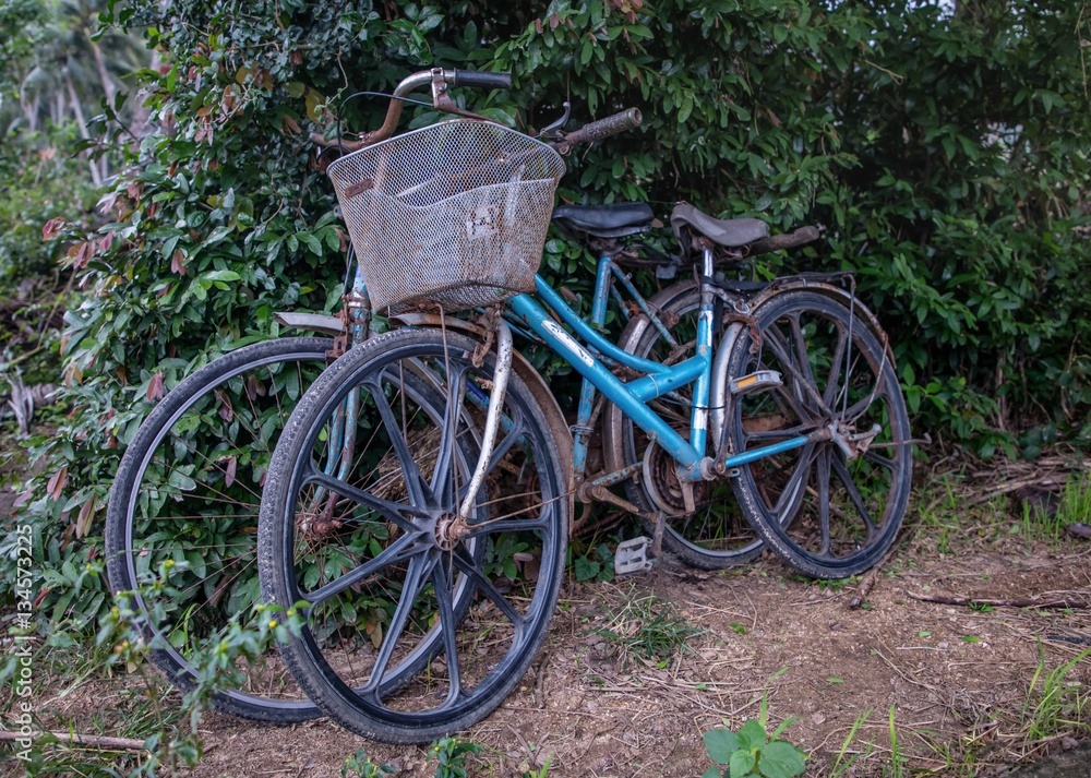 Two old rusty bicycles parked by a bushy hedgerow in Vietnam an still being used daily.