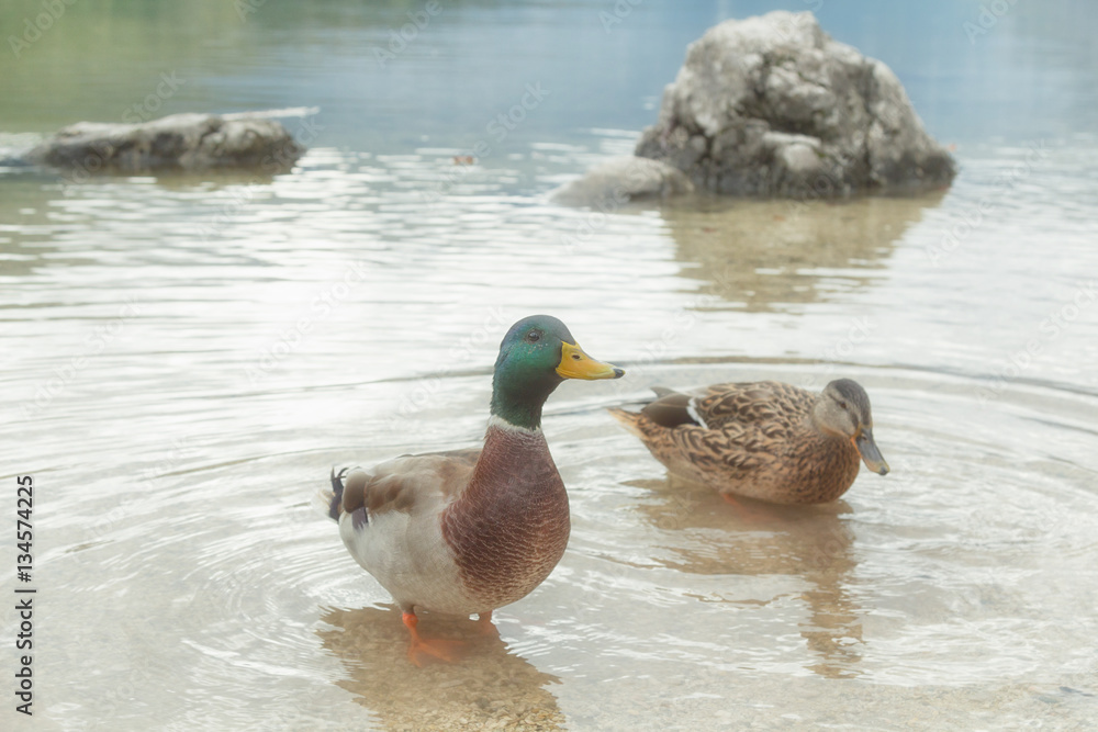 Ducks in nature. Ducks in nature.