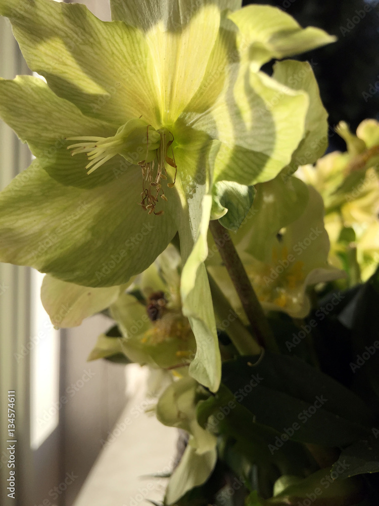 Obraz premium orchidee