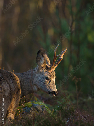 Fototapeta Naklejka Na Ścianę i Meble -  Roe deer (Capreolus capreolus).