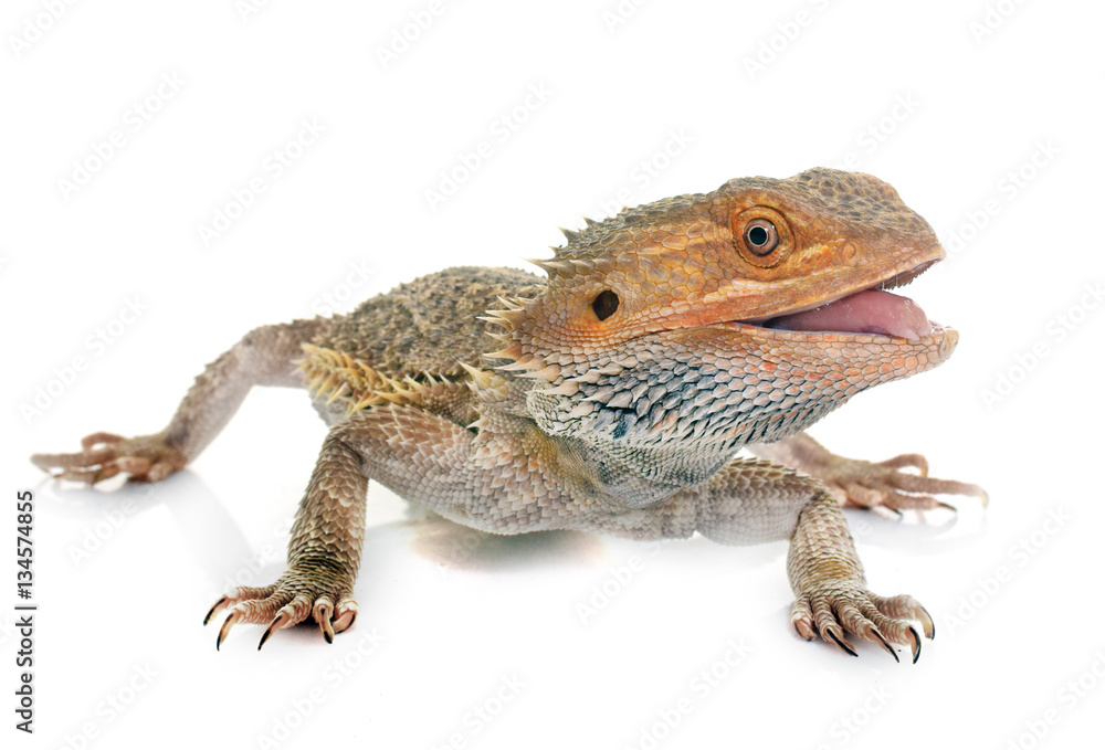 Obraz premium bearded dragons in studio
