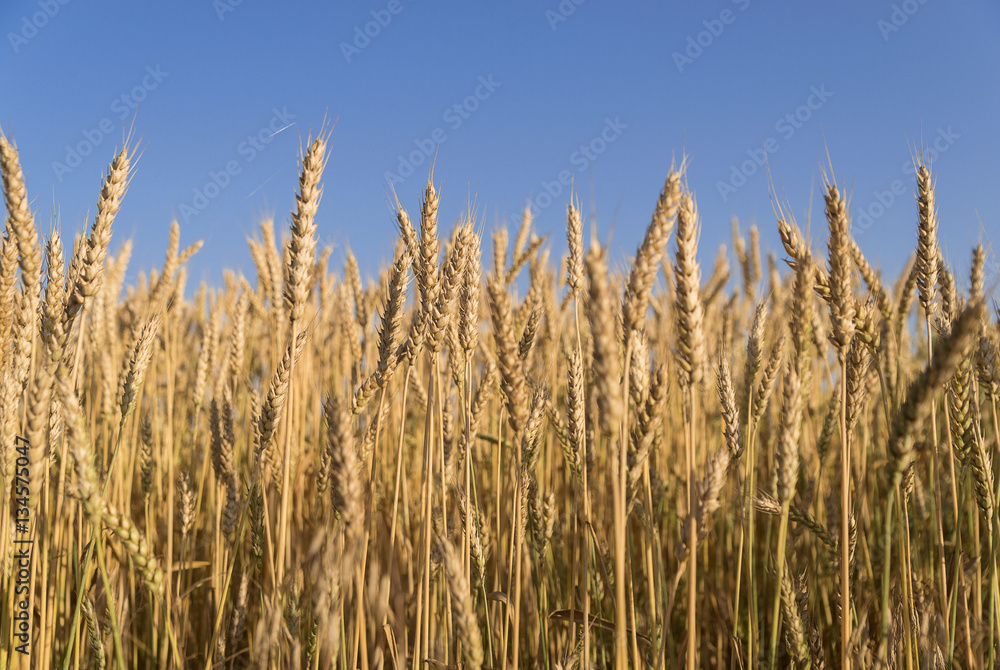 Ears of wheat growing on the field Ears of wheat growing on the field