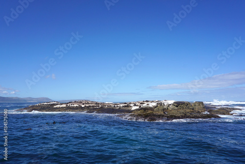 Seal colony at Seal Island, Cape town, South Affica