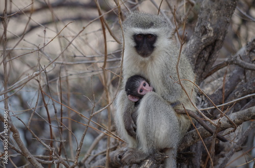 Vervet Monkey