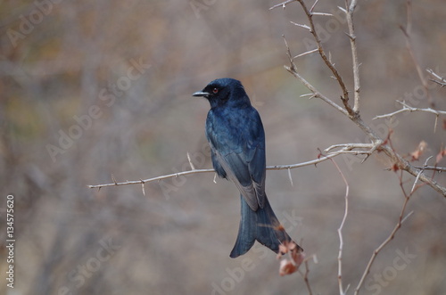 Fork-tailed Drongo