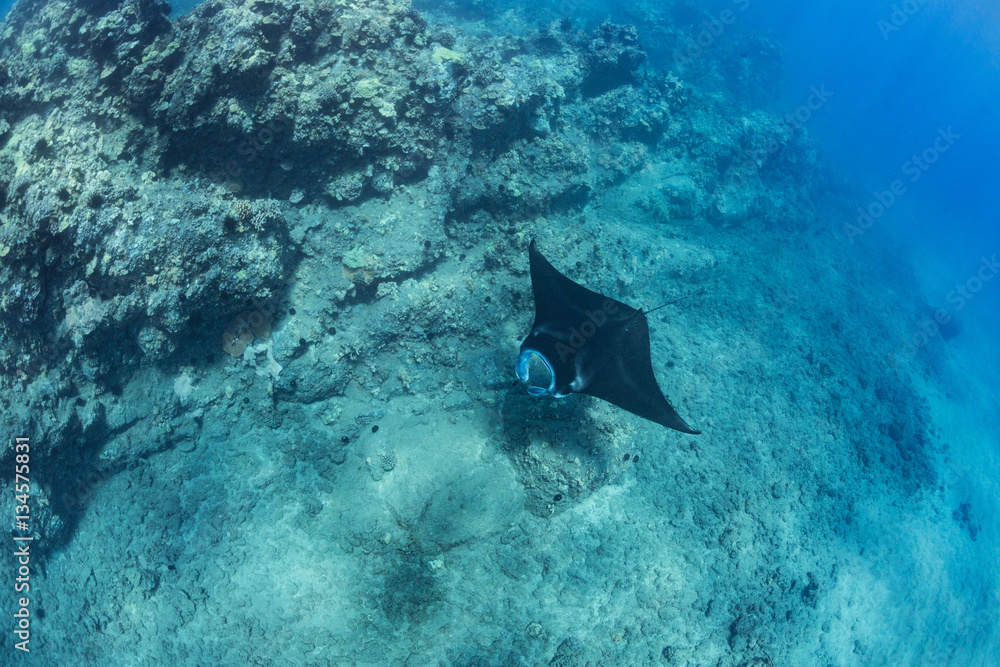 Black mantaray in blue water of Pacific ocean underwater world with reef corals discovered Black mantaray in blue water of Pacific ocean underwater world with reef corals discovered