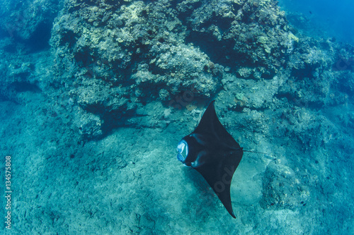 Black mantaray in blue water of Pacific ocean underwater world with reef corals discovered