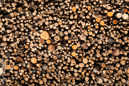 full image of cut wood pile, end on, view of cut ends of various sizes of logs and branches