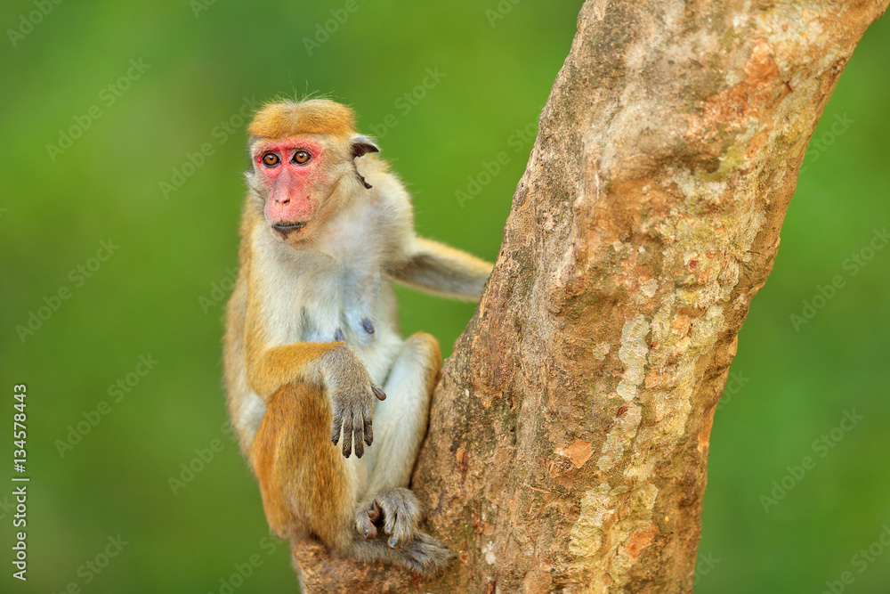 Fototapeta premium Macaque in nature habitat, Sri Lanka. Detail of monkey, Wildlife scene from Asia. Beautiful colour forest background. Macaque in the forest. Toque macaque, Macaca sinica, monkey with evening sun.