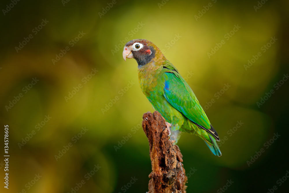 Fototapeta premium Red-crowned parrot, Amazona viridigenalis, Costa Rica.