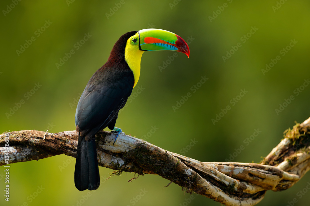 Fototapeta premium Tukan z kilem, ramphastos sulfuratus, ptak z dużym dziobem. Tukan siedzący na gałęzi w lesie, Boca Tapada, Laguna de Lagarto Lodge, Kostaryka. Podróże przyrodnicze w Ameryce Środkowej.