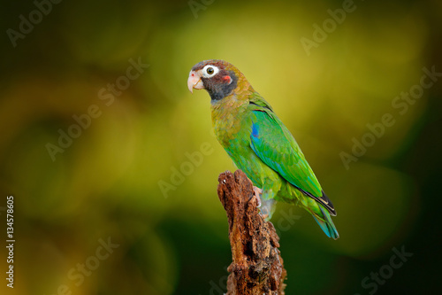 Red-crowned parrot, Amazona viridigenalis, Costa Rica.