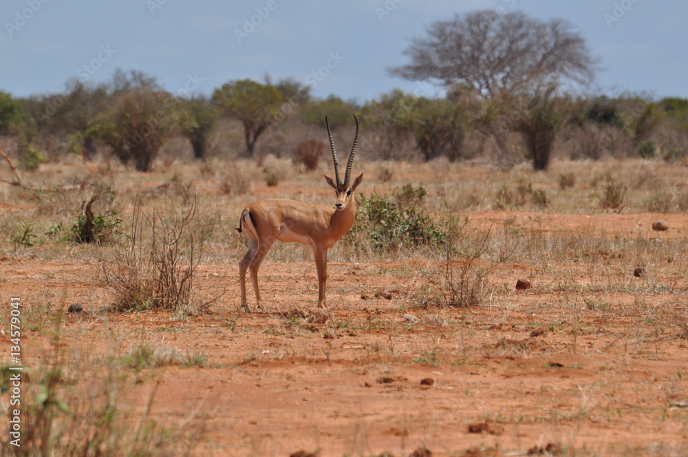 Naklejka premium antilope