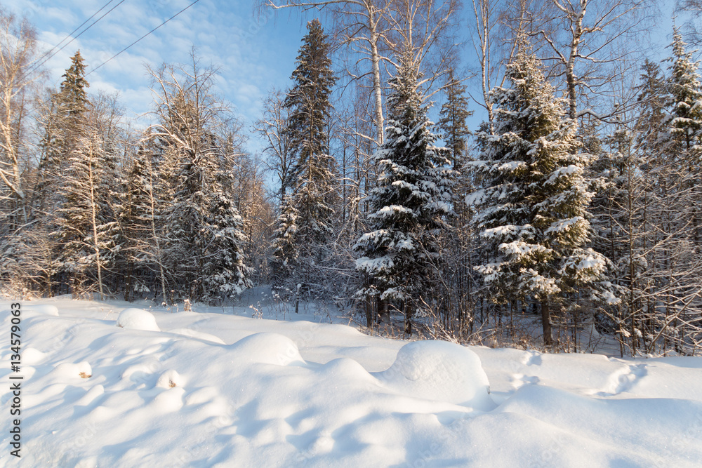 Winter landslape in a forest Winter landslape in a forest