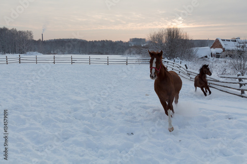Horse running in snow field