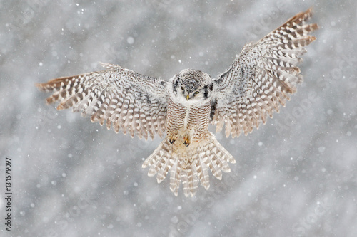 Snow winter scene with flying owl. Hawk Owl in fly with snowflake during cold winter. Wildlife scene from nature. Storm with flight bird. Owl with open wings from Finland. Nature of north Europe.