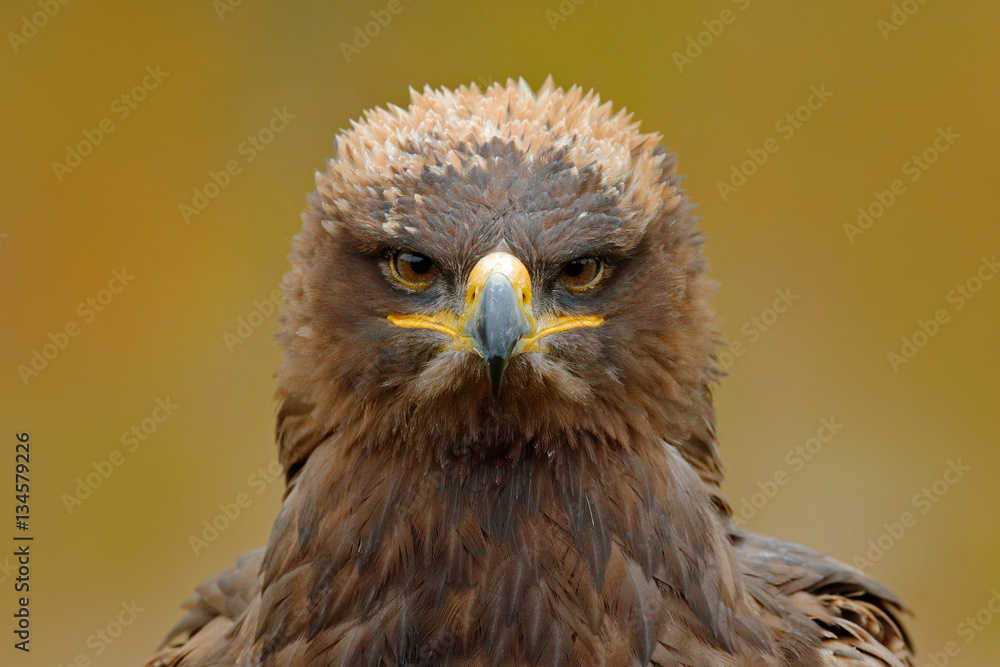 Detail portrait of eagle. Bird in the grass. Steppe Eagle, Aquila nipalensis, sitting in the grass on meadow, forest in background. Wildlife scene from nature. Bird with bill. Detail portrait of eagle. Bird in the grass. Steppe Eagle, Aquila nipalensis, sitting in the grass on meadow, forest in background. Wildlife scene from nature. Bird with bill.