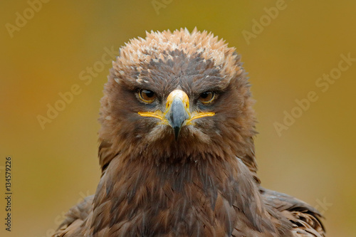 Detail portrait of eagle. Bird in the grass. Steppe Eagle, Aquila nipalensis, sitting in the grass on meadow, forest in background. Wildlife scene from nature. Bird with bill.