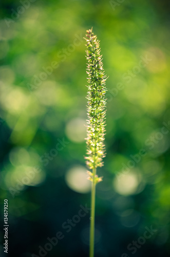 wild plants on field closeup, background
