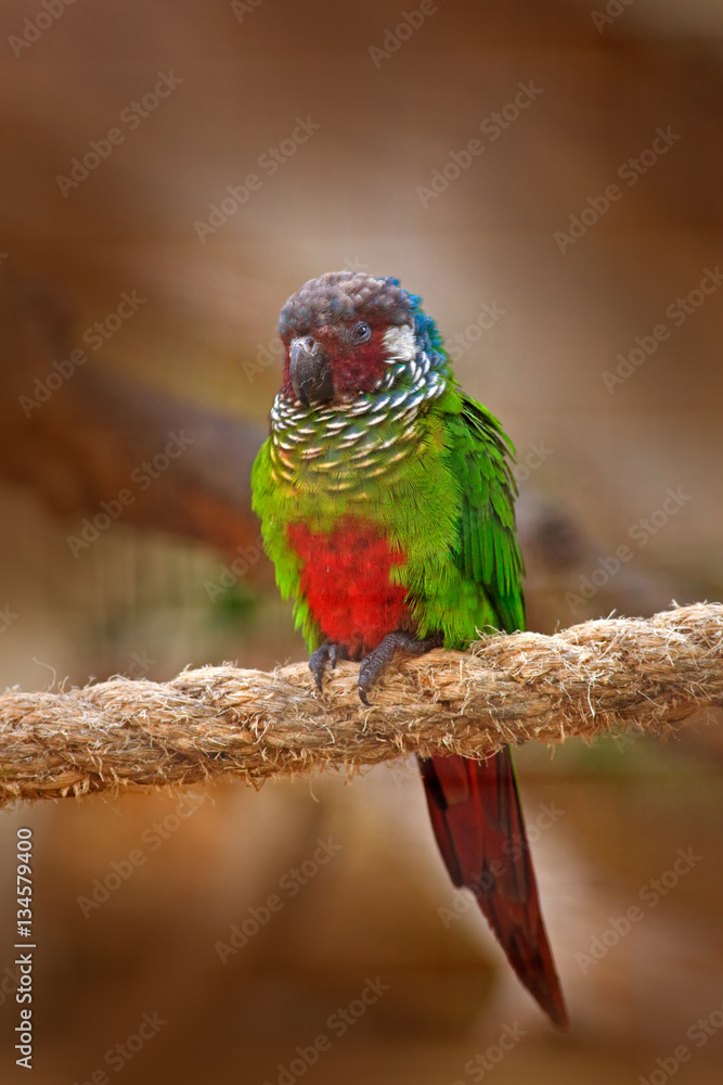 Fototapeta premium Ochre-marked Parakeet or Blue-throated Parakeet, Pyrrhura cruentata, rare parrot from Brazil nature. Detail close-up portrait of bird. Bird from South America. Wildlife scene from tropic nature.