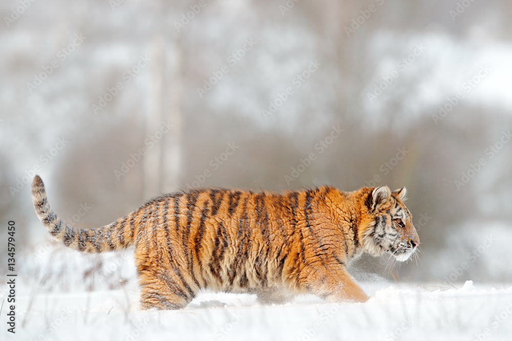 Obraz premium Tiger in wild winter nature. Amur tiger running in the snow. Action wildlife scene with danger animal. Cold winter in tajga, Russia. Snowflake with beautiful Siberian tiger, Panthera tigris altaica