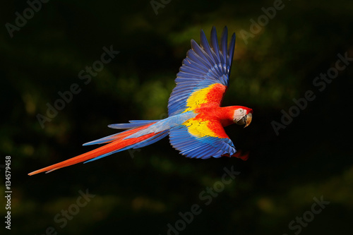 Red parrot fly in dark green vegetation. Scarlet Macaw, Ara macao, in tropical forest, Costa Rica, Wildlife scene from tropic nature. Red bird in the forest. Parrot flight in the green jungle habitat.