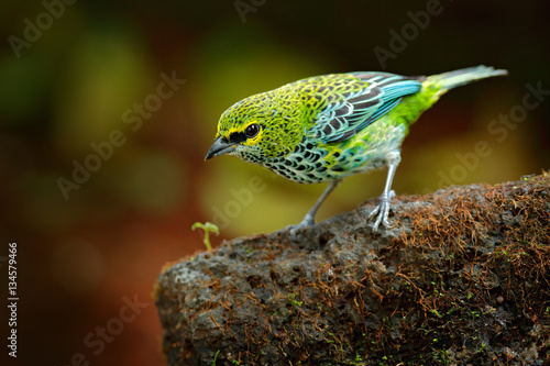 Speckled Tanagers, Tangara guttata, sitting on the brown stone. Tropic bird in the nature habitat. Wildlife in Costa Rica. Yellow and green mountain bird in the dark green forest, clear background.
