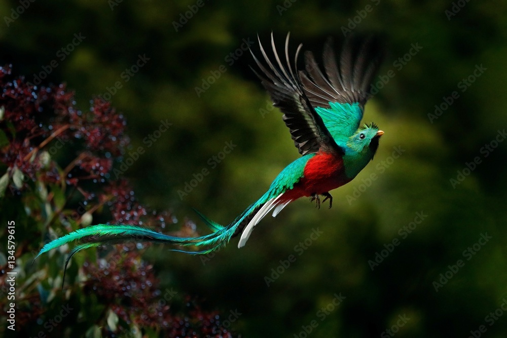 Naklejka premium Latający Resplendent Quetzal, Pharomachrus mocinno, Savegre w Kostaryce, z zielonym tłem lasu. Wspaniały święty zielony i czerwony ptak. Chwila akcji z Resplendent Quetzal. Obserwowanie ptaków