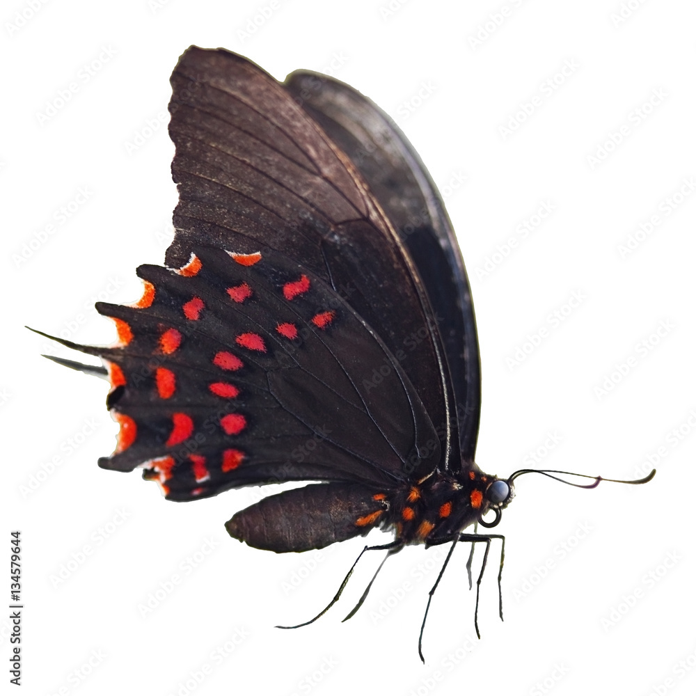 Fototapeta premium Black butterfly isolated
