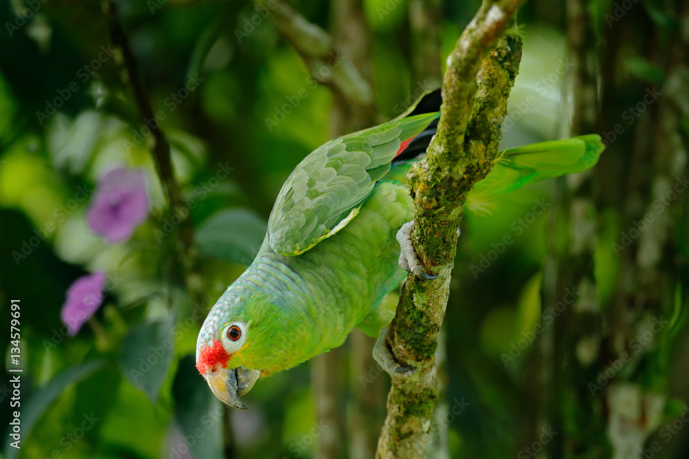 Obraz premium Red-lored Parrot, Amazona autumnalis, portrait of light green parrot with red head, Costa Rica. Detail close-up portrait of bird. Bird and pink flower. Wildlife scene from tropic nature.