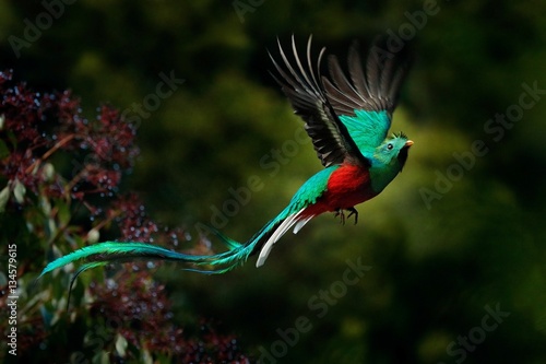 Flying Resplendent Quetzal, Pharomachrus mocinno, Savegre in Costa Rica, with green forest background. Magnificent sacred green and red bird. Action fly moment with Resplendent Quetzal. Birdwatching