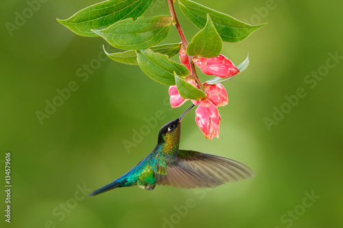 Fiery-throated Hummingbird, Panterpe insignis, flying next to beautiful pink and flower, Savegre, Costa Rica. Bird with bloom. Hummingbird sucking nectar. Wildlife fly action scene from tropic forest.