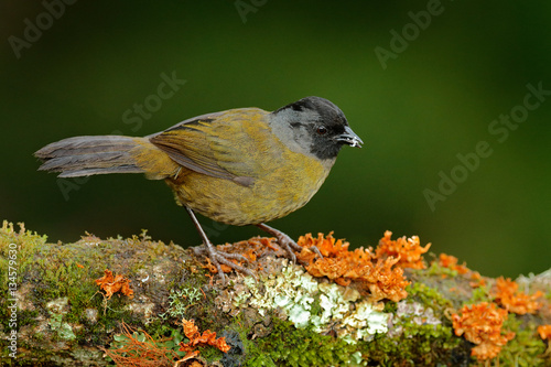 Large-footed Finch, Pezopetes capitalis sitting on the orange and green moss branch. Tropic bird in the nature habitat. Widlife in Costa Rica. Mountain bird in the dark green forest, clear background. photo