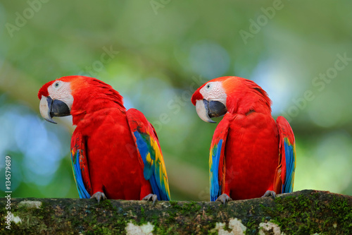 Pair of big parrot Scarlet Macaw, Ara macao, two birds sitting on branch, Brazil. Wildlife love scene from tropic forest nature. Two beautiful parrot on tree branch in nature habitat. Green habitat. © ondrejprosicky