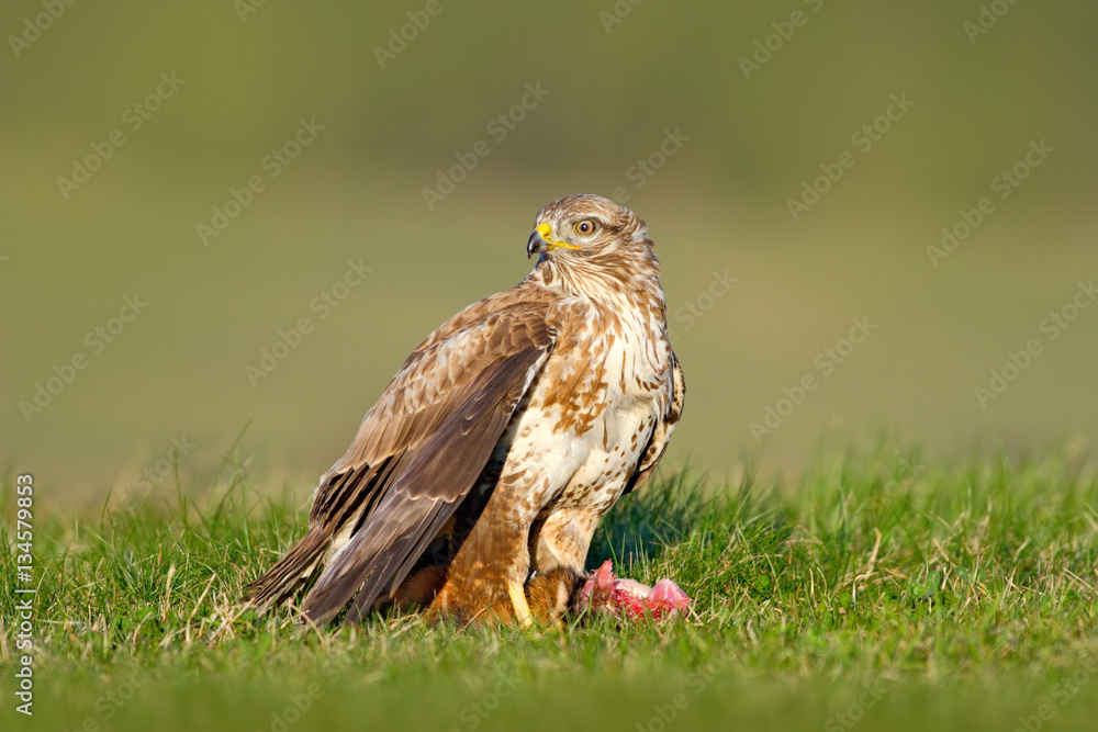 Fototapeta premium Hunter in the grass. Birds of pray Common Buzzard, Buteo buteo, sitting in the grass with blurred green forest in background. Common Buzzard with catch. Feeding scene from nature. Wildlife in Germany.