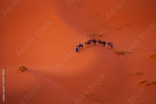 Camel caravan in the Sahara

