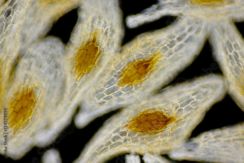 Terrestrial orchid seeds