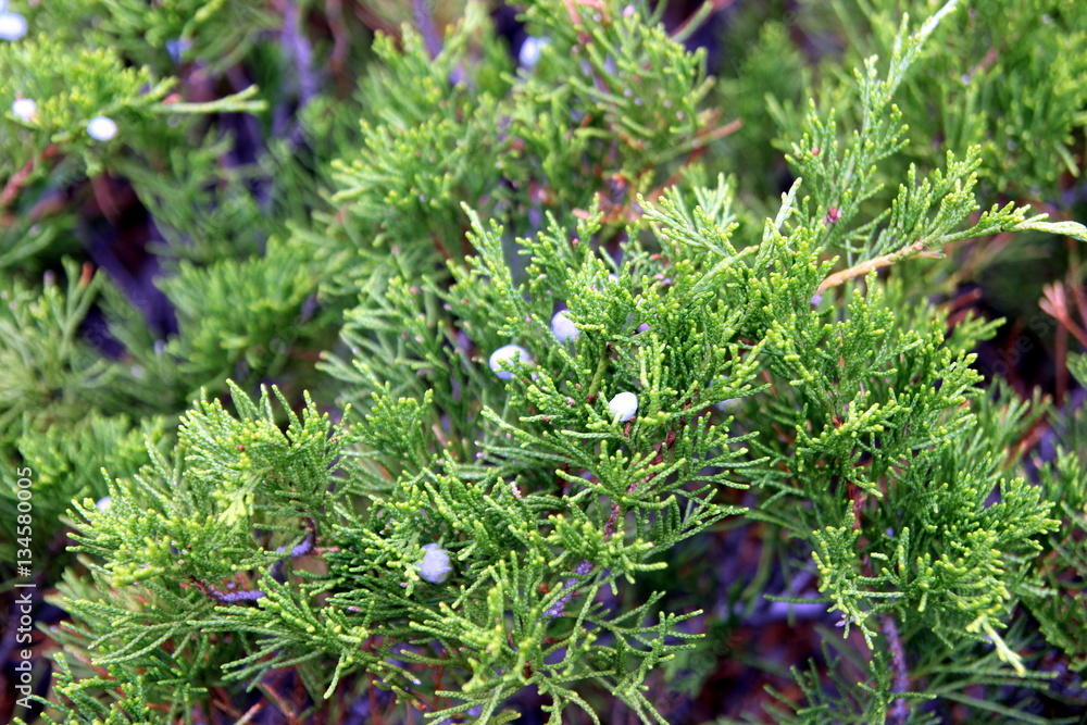 Juniper bush with berries. Juniper bush with berries.
