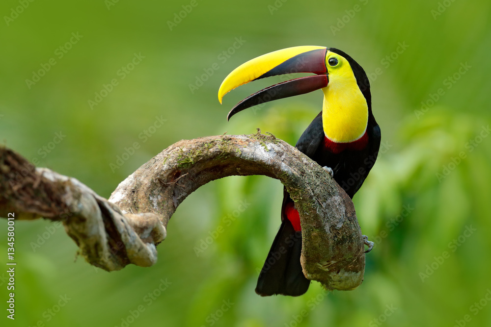 Naklejka premium Ptak z otwartym rachunkiem. Duży dziób ptaka Tukan chełbot mandibled siedzi na gałęzi w tropikalnym deszczu z zielonym tle dżungli. Scena przyrody z natury z pięknym ptakiem z dużym rachunkiem.