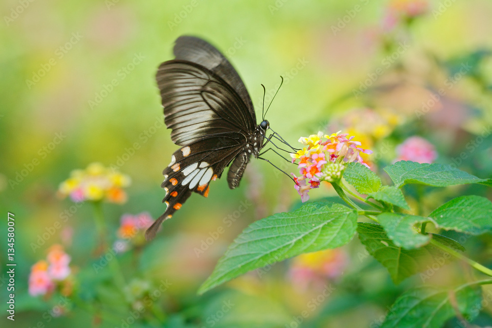 Naklejka premium Butterfly Ceylon rose or Sri Lankan rose, Pachliopta jophon, is butterfly found in Sri Lanka that belongs to the swallowtail family. Endemic to Sri Lanka, Asia. Beautiful insect with pink flower.
