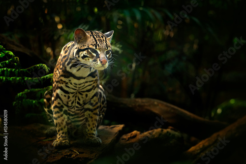 Fototapeta Naklejka Na Ścianę i Meble -  Wildlife in Costa Rica. Nice cat margay sitting on the branch in the costarican tropical forest. Detail portrait of ocelot, nice cat margay in costarican tropical forest. Animal in the nature habitat.