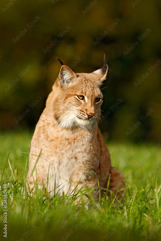Naklejka premium Wild cat Lynx in the nature meadow habitat. Eurasian Lynx in the field, hidden in the grass. Cute lynx in the autumn forest. Lynx in the grass with evening sun. Wildlife scene with cat from Europe.