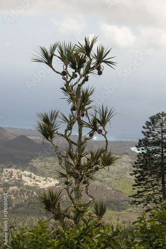 Vacoa, Pandanus utilis, Jardin botanique, Obsidia, Green montain national park,  Ile de l'Ascension photo